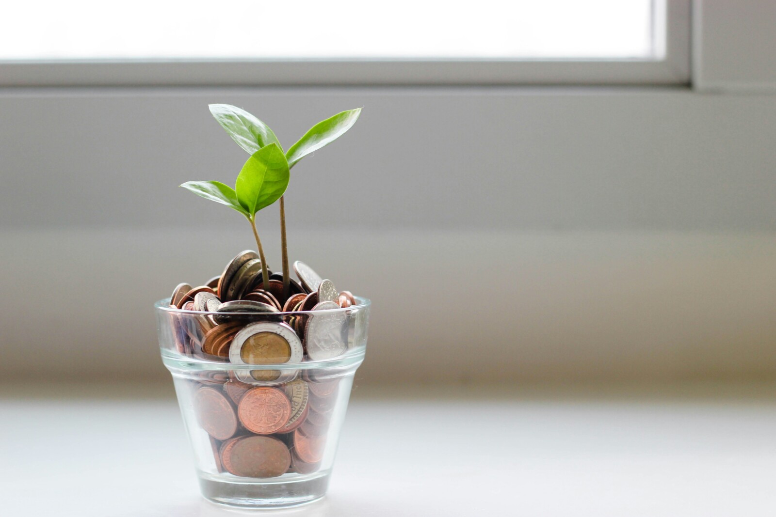 Green leafy shoots growing out of a cup of coins under the light of a windowsill symbolizing financial growth.